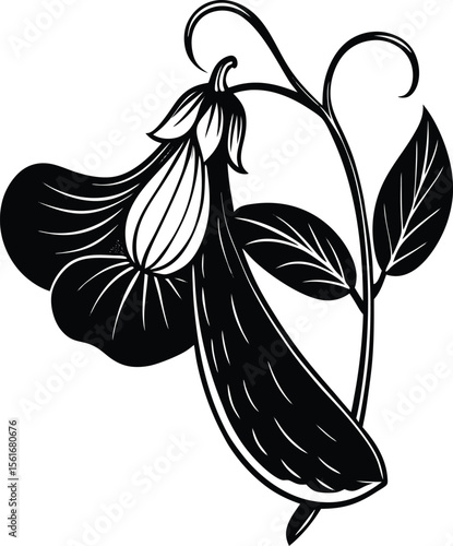 Sweet Pea Flower and Pod Illustration