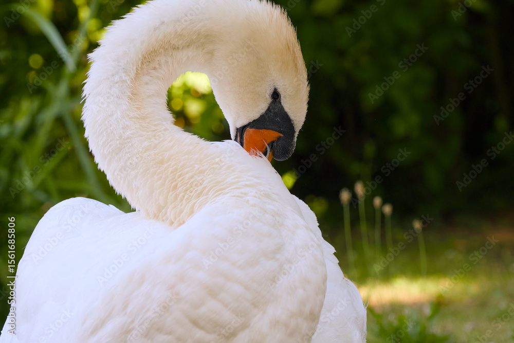 Obraz premium close-up of a mute swan (Cygnus olor) cleaning its feathers, showcasing the elegant movement and detailed plumage of this graceful water bird