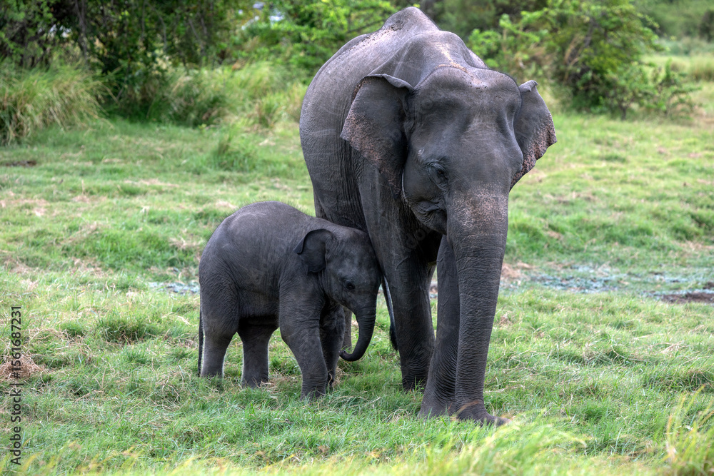 Obraz premium HABARANA, SRI LANKA - JULY 13, 2024 : An elephant and young calf grazes on grassland within Minneriya National Park at Habarana in central Sri Lanka.