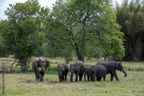 HABARANA, SRI LANKA - JULY 13, 2024 : A herd of elephants graze on grassland within Minneriya National Park at Habarana in central Sri Lanka.