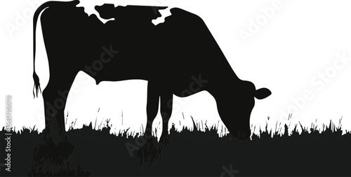 A serene black and white cow grazes peacefully on lush green grass