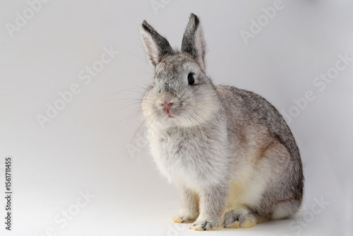 white rabbit on white background