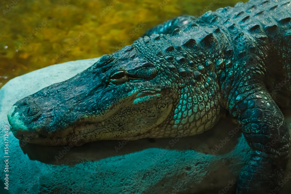Fototapeta premium Crocodile resting on rocks near water at an aquarium during the evening hours