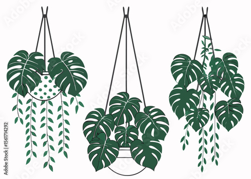 Hanging monstera deliciosa plant in pot minimalist botanical illustration vector illustration
