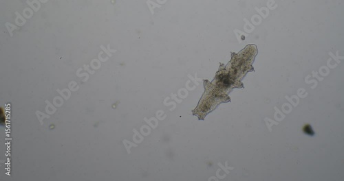 Microorganism tardigrade rotating on white background