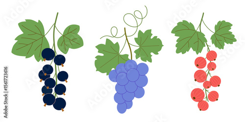 Branches of red and black currant with ripe berries and leaves, grapevine. Cute vector illustration for fruit jam labels, juice, farm harvest, and garden.