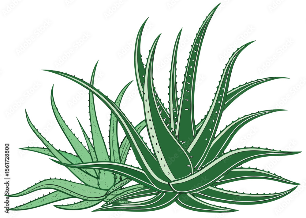 Fototapeta premium Aloe vera plant medicinal succulent green leaves botanical drawing detailed graphic vector illustration