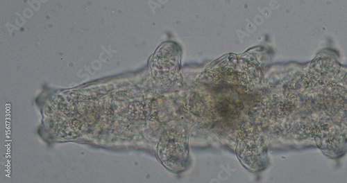 Microscopic view of water bear, tardigrade, moving legs on white background
