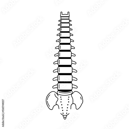 Human Spine Anatomy: A detailed line drawing illustration of the human spine, showcasing its intricate structure, vertebrae, and pelvic bone.