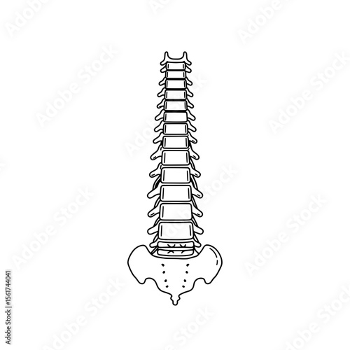 Spinal Cord: A detailed illustration of the human spinal cord, rendered in a clear, black and white line art, depicting its intricate structure and key anatomical features.