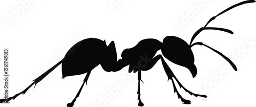 Black ant vector isolated on white: A macro close-up of a small insect pest with detailed legs and antenna, ideal for nature and animal themes.