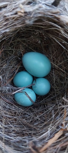 Cuckoo Egg in Chestnut-flanked White-eye Nest – Brood Parasitism Behavior in Birds