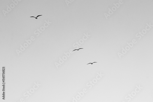 Three seagulls all inline in black and white