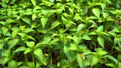 Wallpaper Mural Close up view of green pepper plants in a greenhouse. Torontodigital.ca