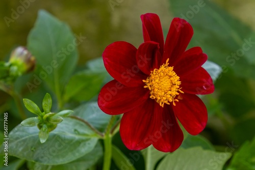 Close-up of a vibrant red dahlia flower.