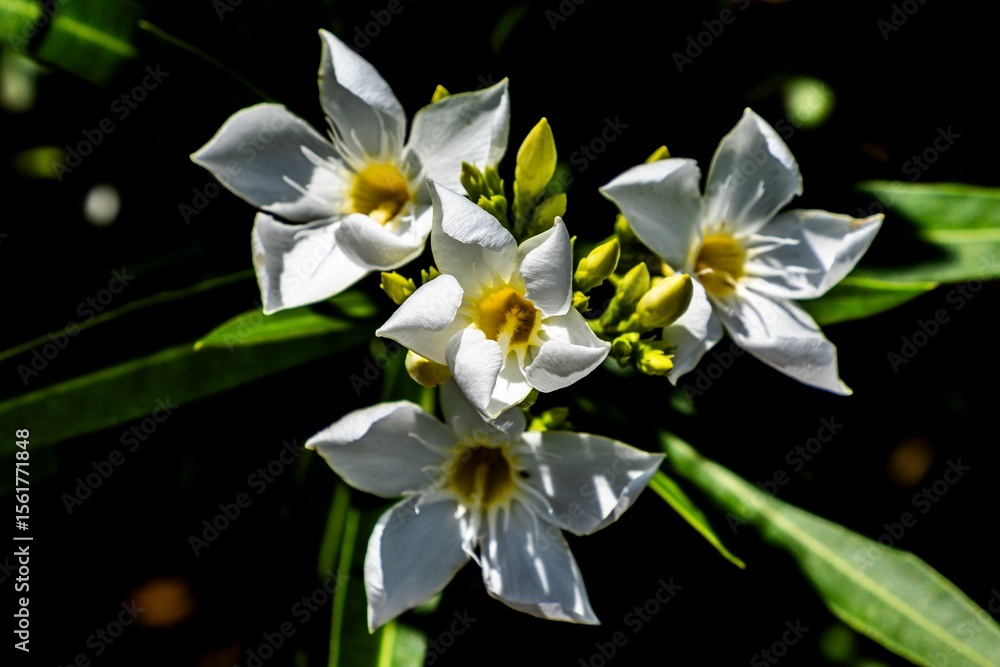 Obraz premium White flowers with yellow centers in sunlight.