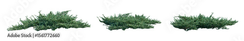 Foto Juniperus procumbens 'Nana' (dwarf Japanese garden juniper) low-growing, spreadi