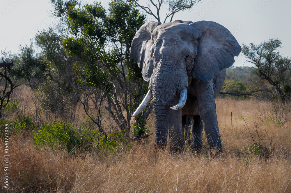 Fototapeta premium A lone African elephant bull with an impressive pair of tusks stands stationary as he sleeps next to a small tree.