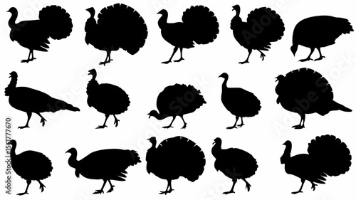 Silhouette illustration showing a group of turkeys in various poses and different tail displays
