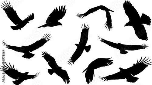 Silhouette illustration showing a flock of eagles soaring and flying in different directions on a white background