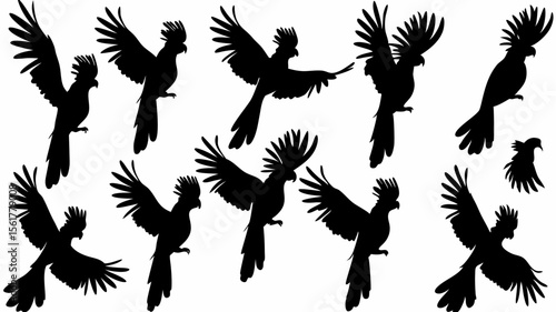 Silhouette illustration of a flock of cockatoos in various flying positions against a white background