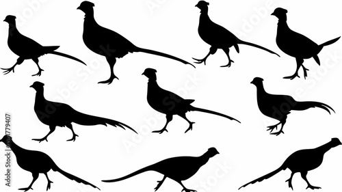 Silhouette illustration showing a group of pheasants in various poses against a white background
