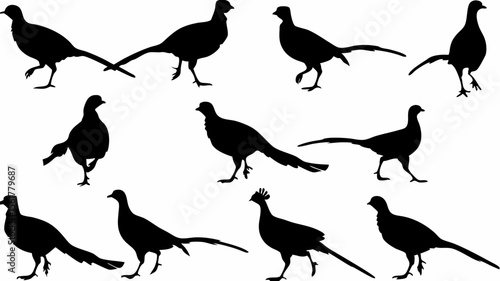 Silhouette depiction showing a group of pheasants in various poses and orientations on a white background