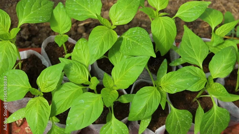 Pepper seedlings close-up. Gardening and gardening in the spring season. Pepper seedlings close-up. Gardening and gardening in the spring season.
