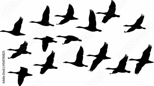 Silhouette illustration of a flock of geese flying in formation against a white background image scene
