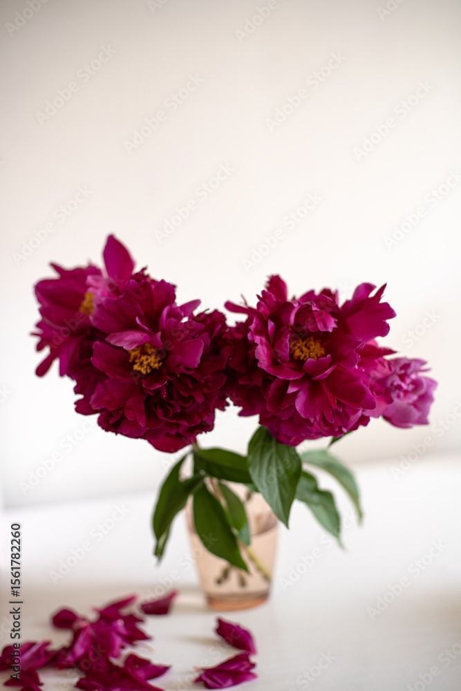 Fototapeta premium Beautiful peonies in a vase with delicate petals scattered nearby in a bright indoor setting