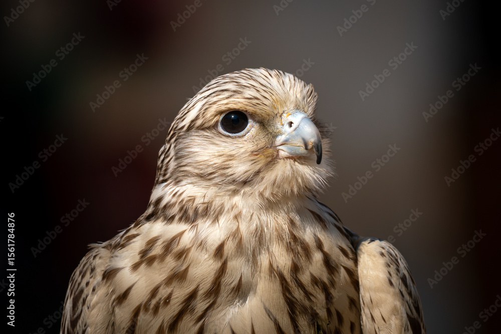 Obraz premium Close-up of hawk at a falconry farm in Doha Qatar. Doha Falcon Souq