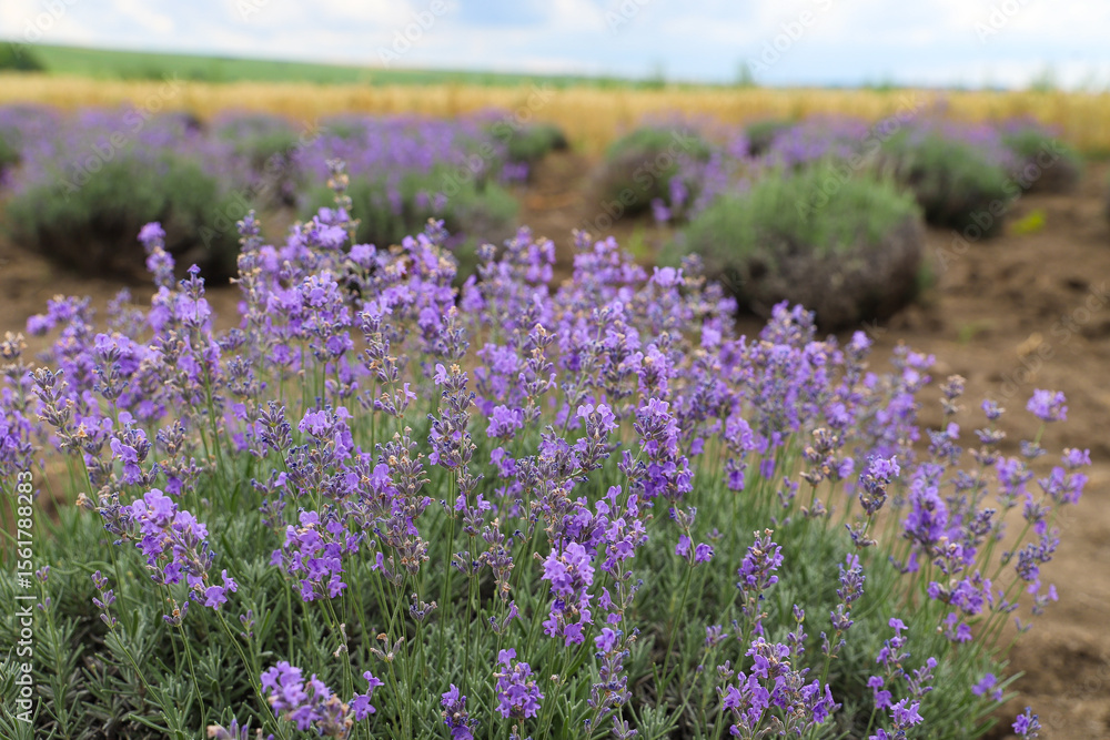 Lavender bushes on field. Sun gleam over purple flowers of lavender. Bees on flowers. Closeup view with space for text. Banner design wallpaper. Natural, eco-friendly arrangement in vintage style. Lavender bushes on field. Sun gleam over purple flowers of lavender. Bees on flowers. Closeup view with space for text. Banner design wallpaper. Natural, eco-friendly arrangement in vintage style.
