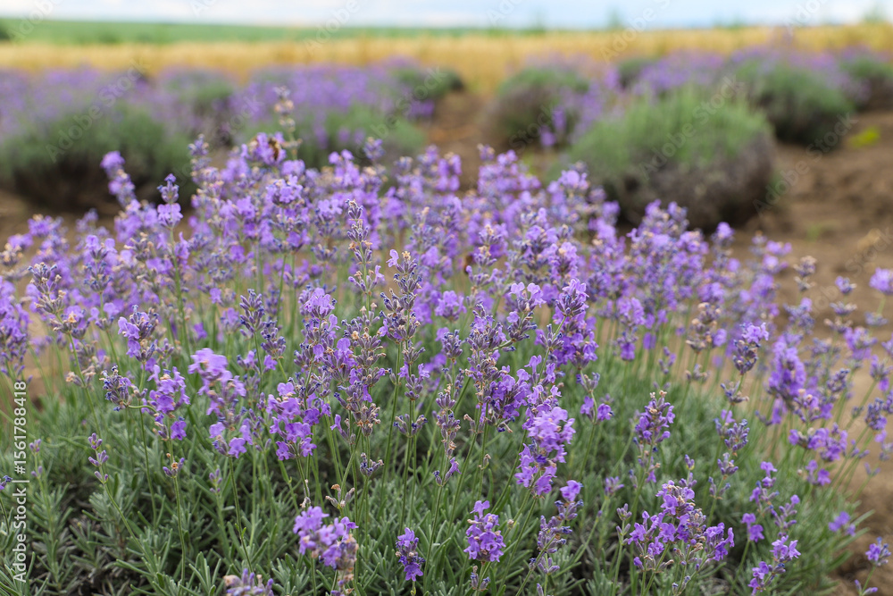 Fototapeta premium Lavender bushes on field. Sun gleam over purple flowers of lavender. Bees on flowers. Closeup view with space for text. Banner design wallpaper. Natural, eco-friendly arrangement in vintage style.