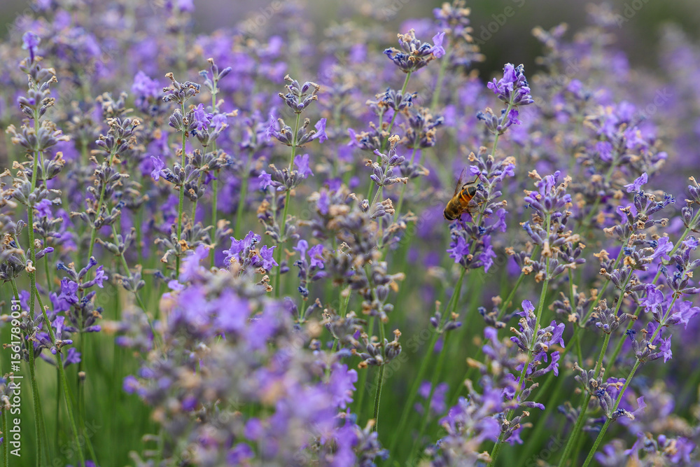 Naklejka premium Lavender bushes on field. Sun gleam over purple flowers of lavender. Bees on flowers. Closeup view with space for text. Banner design wallpaper. Natural, eco-friendly arrangement in vintage style.