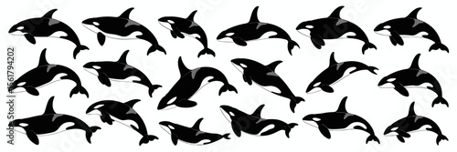 Orca pattern: marine mammal, killer whale, ocean predator, sea animal, wildlife illustration