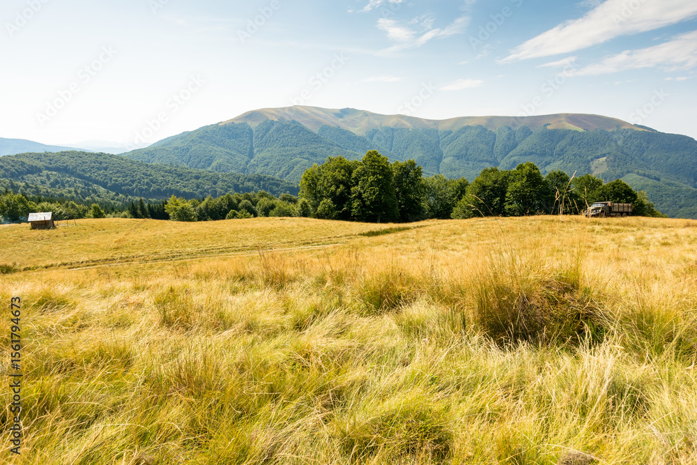 Fototapeta premium carpathian mountain landscape in late summer. pasture with yellow grass. beautiful nature with beech forest on the hill behind the grassy meadow. apetska mount in the distance on a sunny day