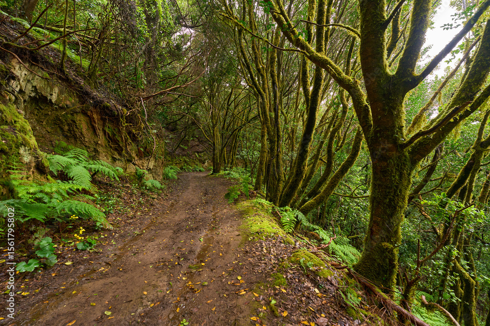 Obraz premium Hiking trail through laurisilva forest