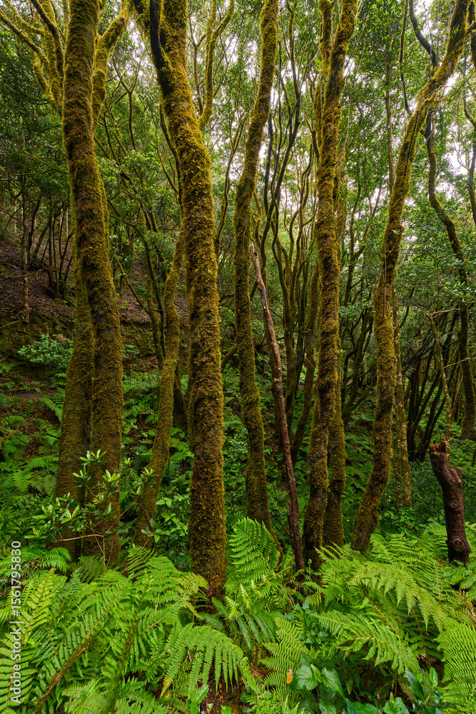Fototapeta premium Laurisilva forest with twisted mossy trees