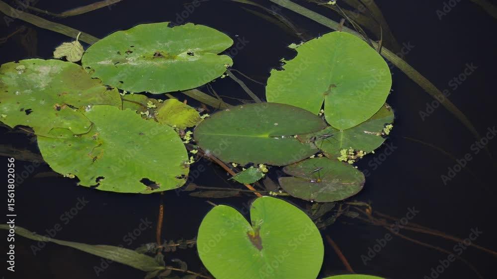 Bright green Lily pads floating on surface Bright green Lily pads floating on surface