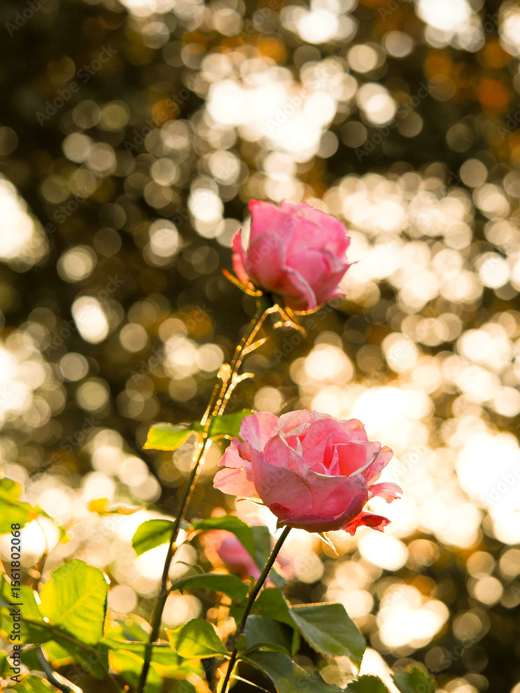 Obraz premium two beautiful pink roses backlit by the evening sun light