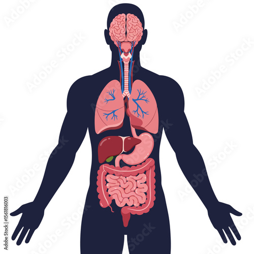 An Anatomical Overview of the Major Human Body Systems Illustrating the Locations of Essential Organs within the Silhouetted Form