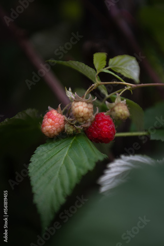 Wallpaper Mural ripe raspberries in the garden on a bush close-up Torontodigital.ca