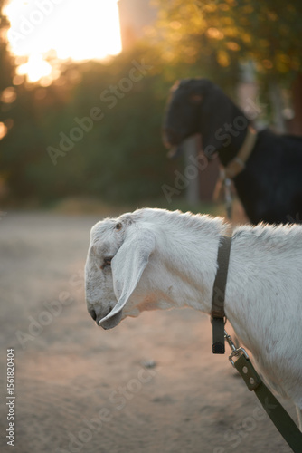 Agriculture. goats graze in the meadow
