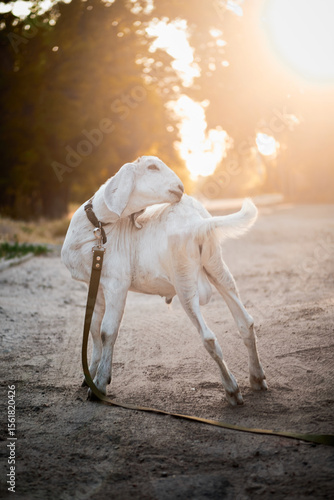 Agriculture. goats graze in the meadow