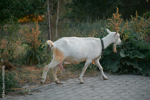 Agriculture. goats graze in the meadow