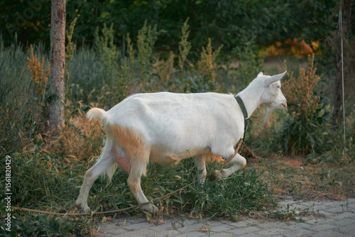 Agriculture. goats graze in the meadow