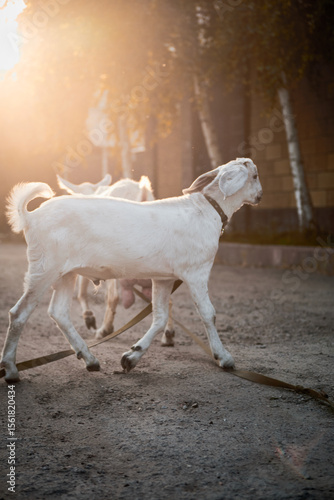 Agriculture. goats graze in the meadow