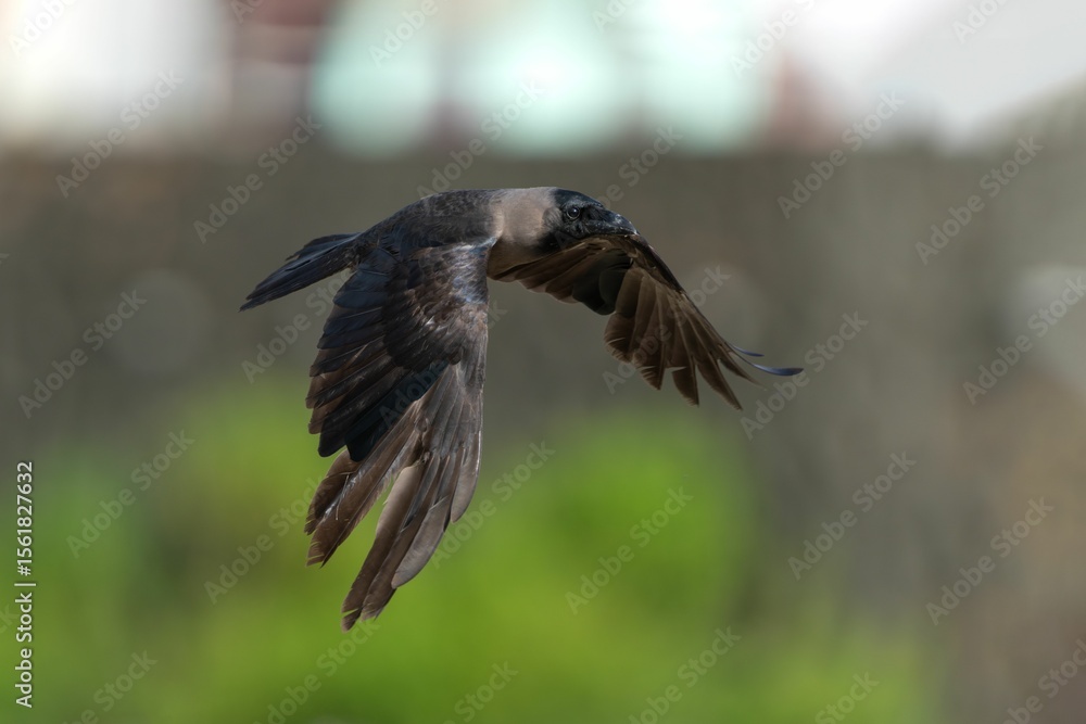 Obraz premium Crow in mid-flight against a blurred background.
