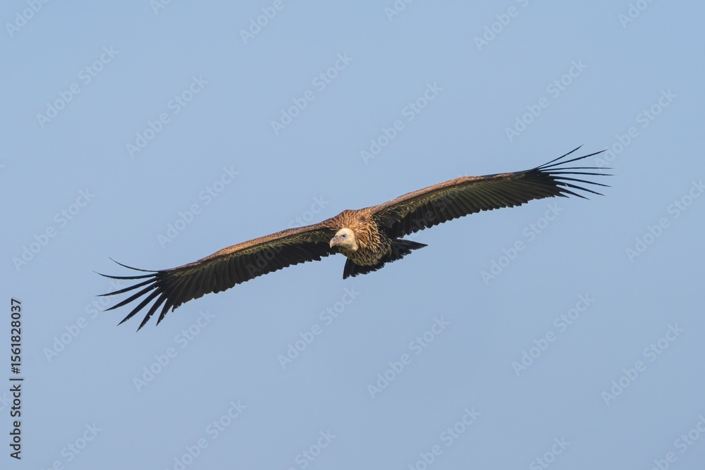 Obraz premium Majestic vulture soaring in clear sky.