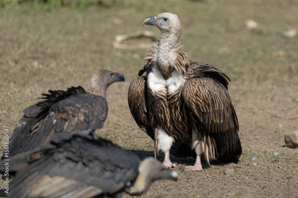 Fototapeta premium Vultures resting on a grassy field.